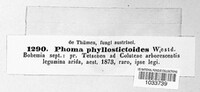 Phoma phyllostictoides image